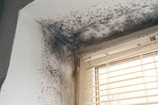 Affordable Mold Cleanup solutions in Belmont, NC